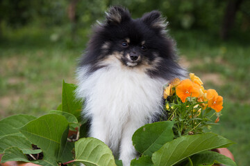 A white fluffy spitz dog with black spots sits next to orange flowers.
