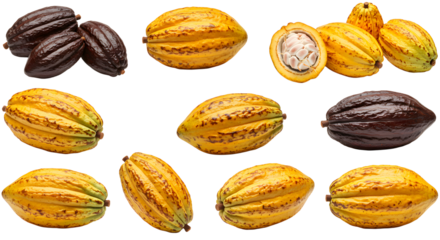 A vibrant display of cacao pods in various stages, showcasing their rich colors and textures against a clean background