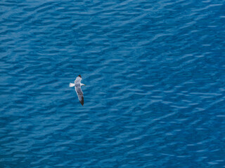 seagull flying over the sea
