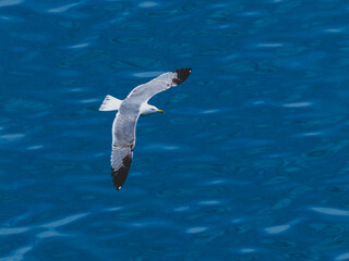 seagull flying over the sea