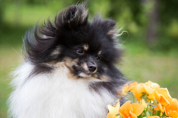 A white fluffy spitz dog with black spots sits next to orange flowers.
