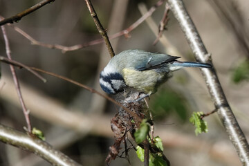 A Blue Tit (Cyanistes caeruleus) with nesting material