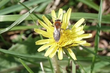An Early Mining Bee (Andrena haemorrhoa)