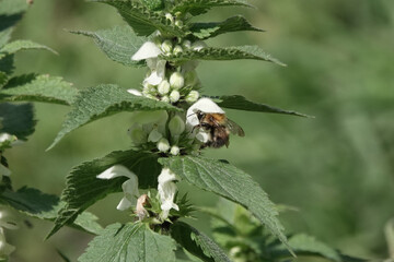 Common Carder Bee on White Deadnettle
