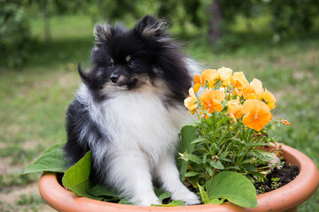 A white fluffy spitz dog with black spots sits next to orange flowers.
