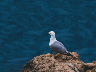 Beautiful seagull on the rock