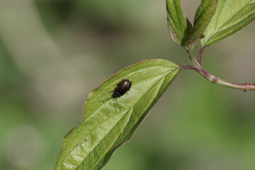 A Heather Beetle (Lochmaea suturalis) resting on a leaf