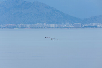 seagull flying over the sea