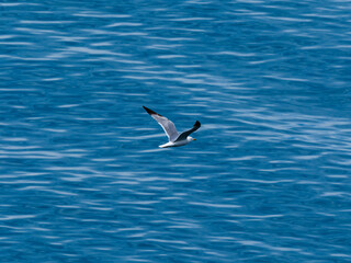 seagull flying over the sea
