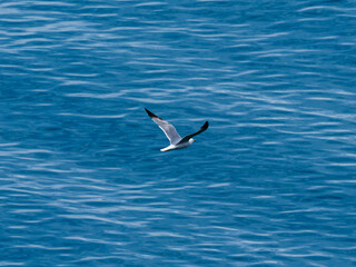 seagull flying over the sea