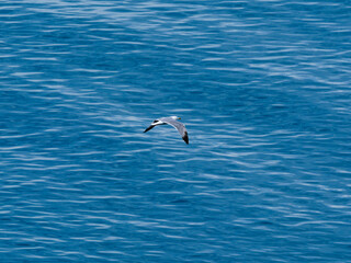 seagull flying over the sea