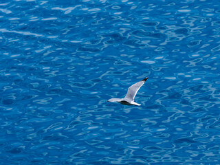 seagull flying over the sea