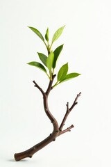 Branch with twisted shape on white background, twist, nature photography, curved branches