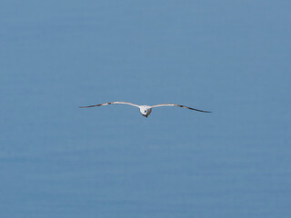 seagull flying beautiful blue sky