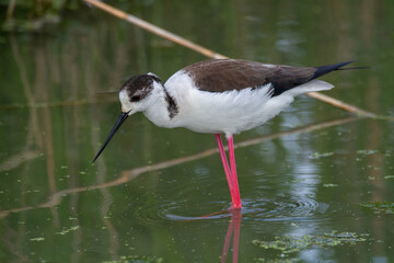 black-winged stilt wader and ponds in europe