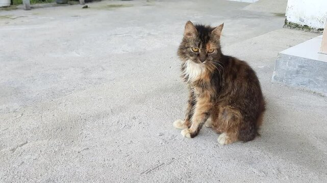 A fluffy domestic cat with brown and white fur sitting on a concrete floor, looking to the side in a relaxed and curious pose