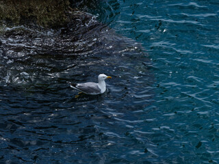 a cute seagull resting on the sea