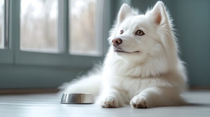 White dog lies near window with bowl on floor looking to the side.