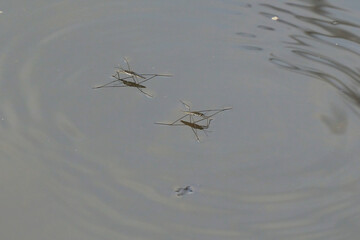 Water skaters swim and rest on the surface of the water. Gerridae - Gerris lacustris