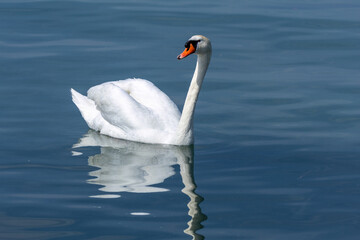 mute swan white water bird lake garda