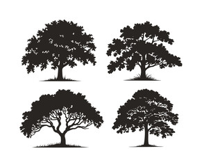 Beech Tree Silhouette Vector Design Collection