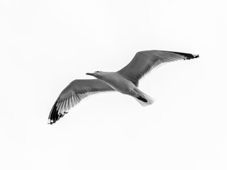 a beautiful seagull flying in the sky