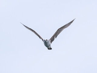 a beautiful seagull flying in the sky