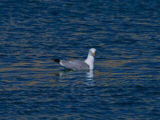 a cute seagull resting on the sea
