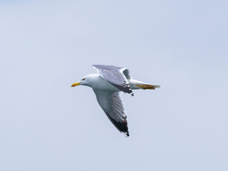 a beautiful seagull flying in the sky