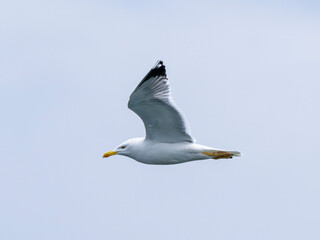 a beautiful seagull flying in the sky