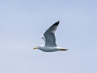 a beautiful seagull flying in the sky