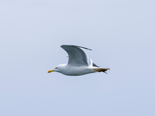 a beautiful seagull flying in the sky