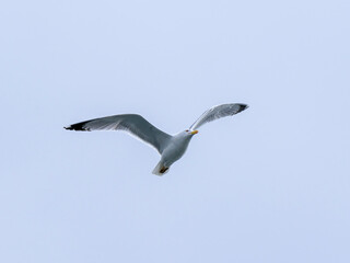 a beautiful seagull flying in the sky
