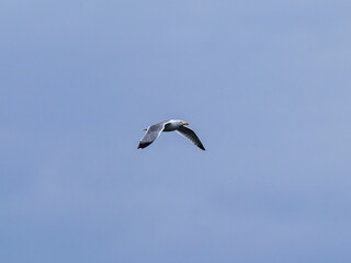 a beautiful seagull flying in the sky