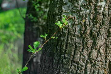 The first bright green spring leaves against the background of an old tree.