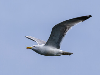 a beautiful seagull flying in the sky