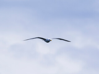 a beautiful seagull flying in the sky