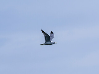 a beautiful seagull flying in the sky