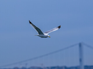 a beautiful seagull flying in the sky