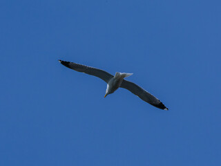 seagull flying beautiful blue sky