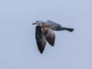 a beautiful seagull flying in the sky
