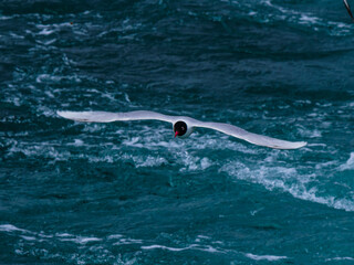 Obraz premium seagull flying over the sea