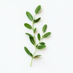 Naklejka premium Green leaves on white background