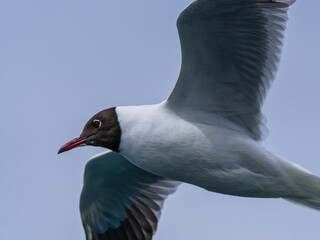 a beautiful seagull flying in the sky