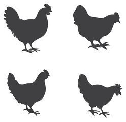 chicken silhouettes. vector set. PNG white background
