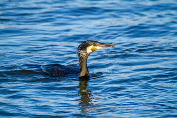 cormorant water bird fishing in the comacchio valleys