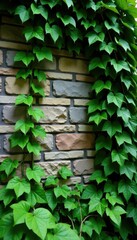 ivy climbing up a stone wall in a lush foliage environment, green, foliage