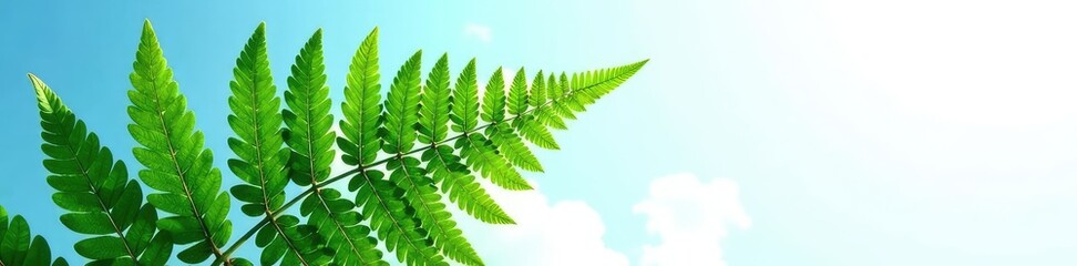 Large fern frond on white background against blue sky, botanical, fern, tree
