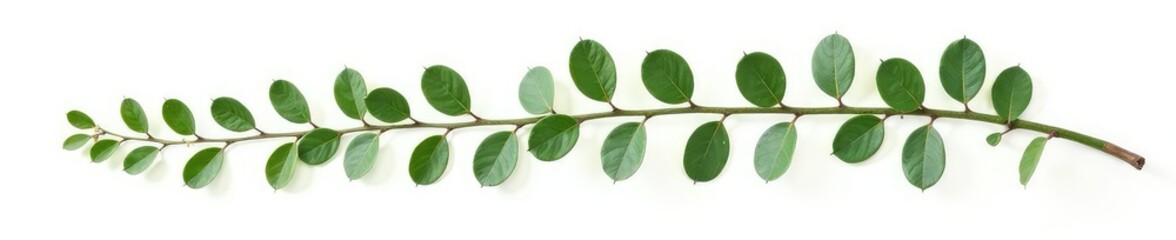 Naklejka premium Long eucalyptus branches with greenery isolated on white background, branch, leaves, fresh