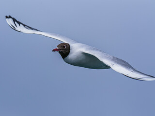 seagull flying beautiful blue sky